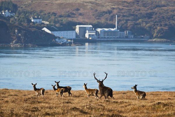 Red deer