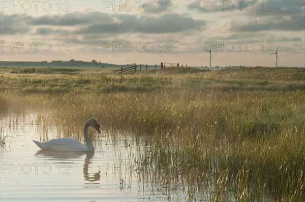 Mute Swan