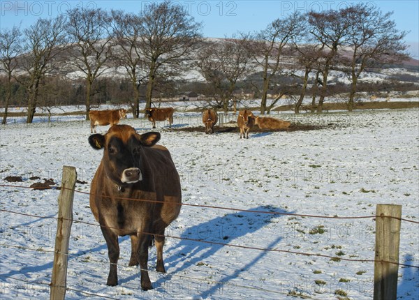 Domestic cattle