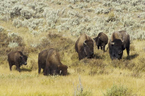 North American Bison