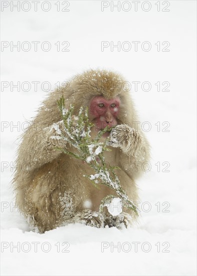 Japanese Macaque