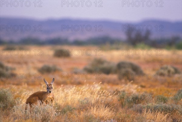 Red kangaroo