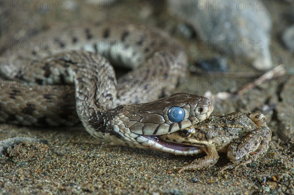 Grass Snake