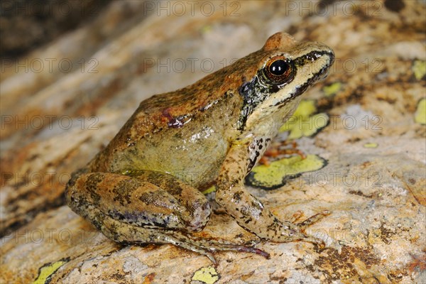 Pyrenean Frog