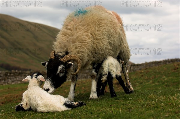 Domestic sheep