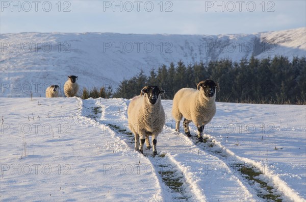 Domestic sheep