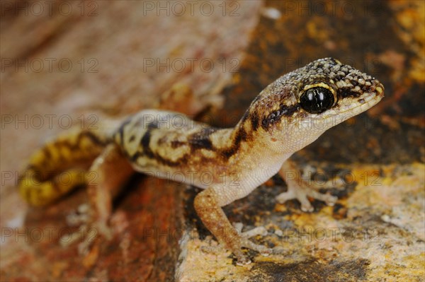 Socotran Gecko