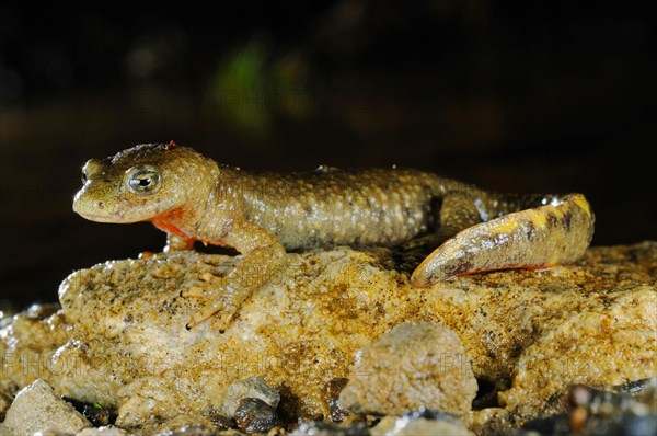 Pyrenean brook salamanders