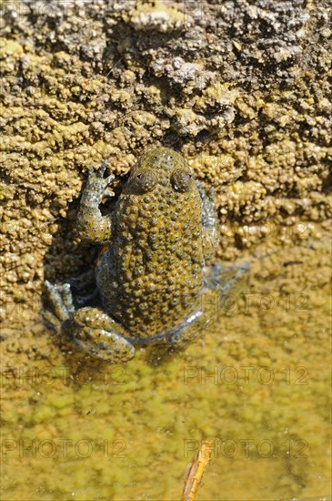 Yellow-bellied Toad