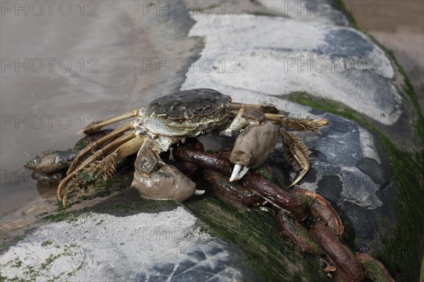 Chinese Mitten Crab