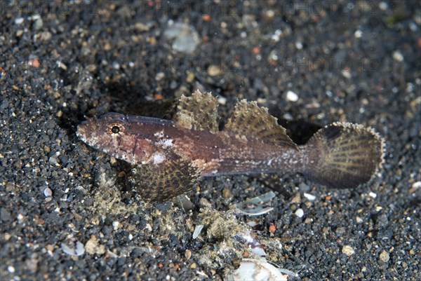 Hasselt's Goby