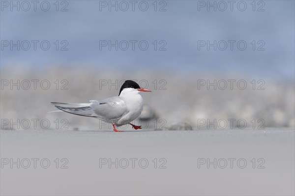 Arctic terns