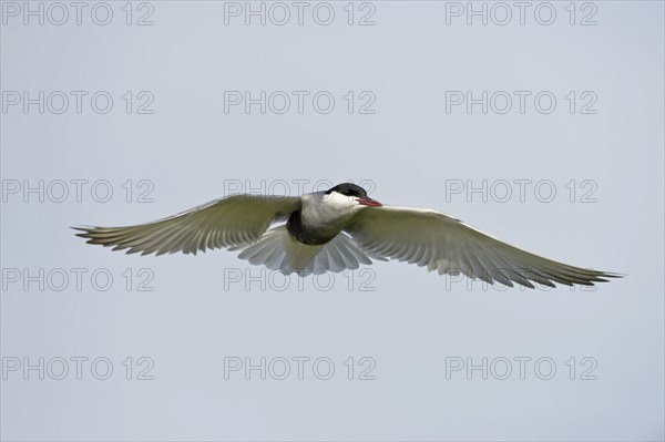 Whiskered Tern