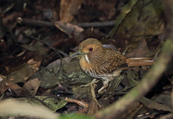 White-whiskered Puffbird