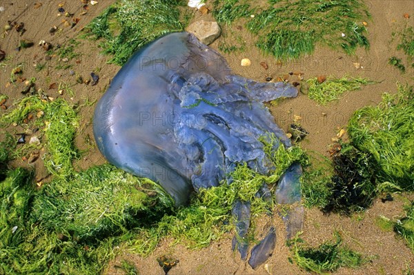 Cauliflower jellyfish