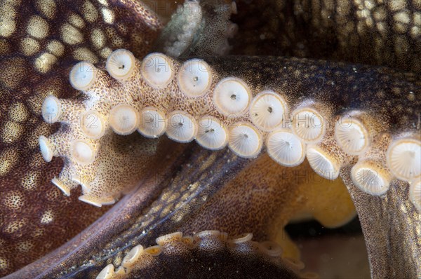 Coconut octopus