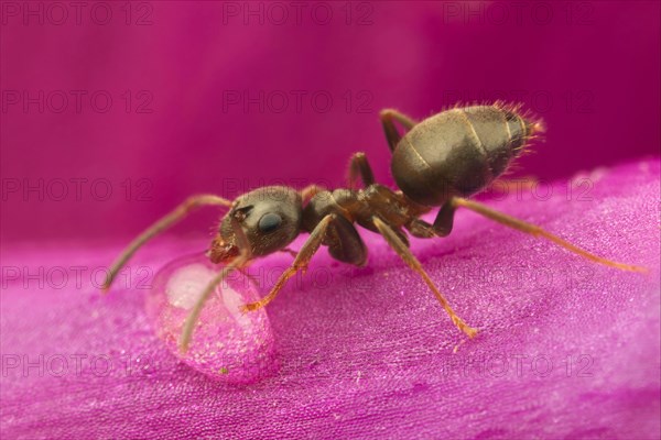 Black Garden Ant