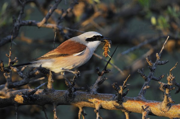 Red-backed Shrike