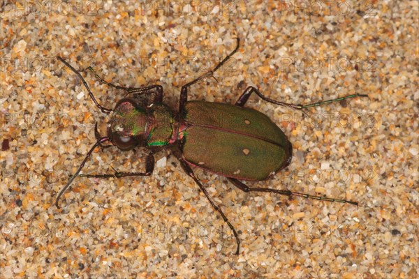 Green tiger beetle