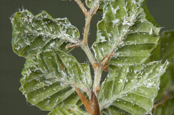 Beech aphid