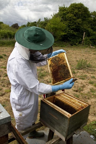 Beekeeper inspecting worker bees tending larval cells from the brood box part of the hive