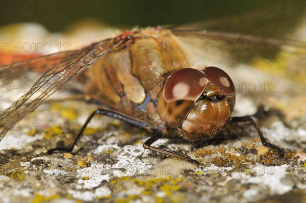 Common common darter