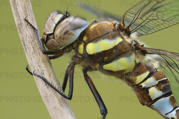 Migrant hawker