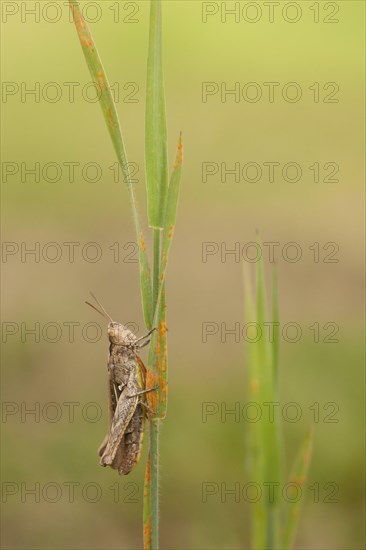 Common Field Grasshopper