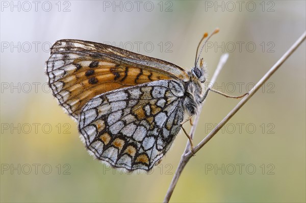 Meadow fritillary