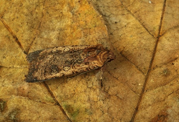 Pearly Underwing