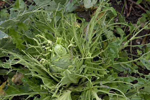 Cabbage white