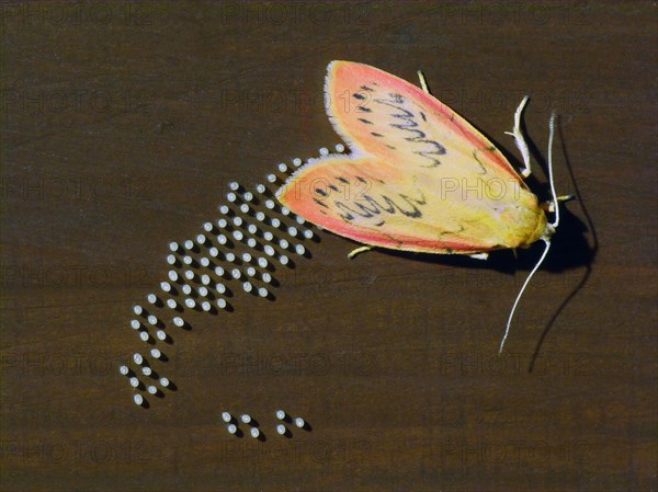 Rosy footman moth