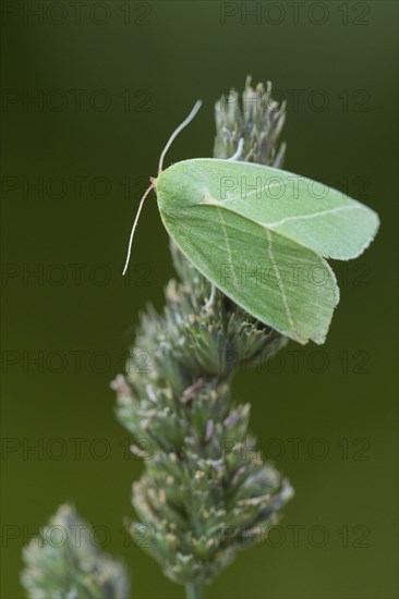 Scarce Silver-lines