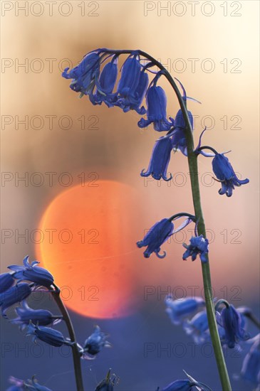 Endymion hyacinth