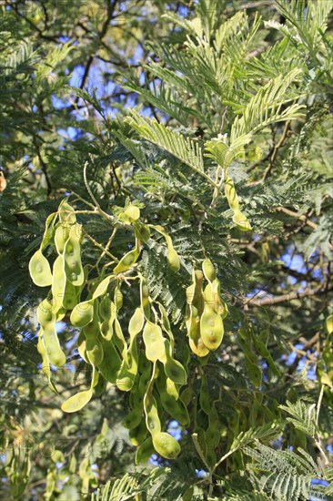 Silver wattle