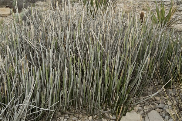 Candelilla