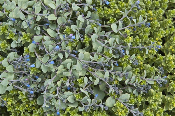 Flowering oysterleaf