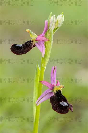 Bertoloni's Orchid