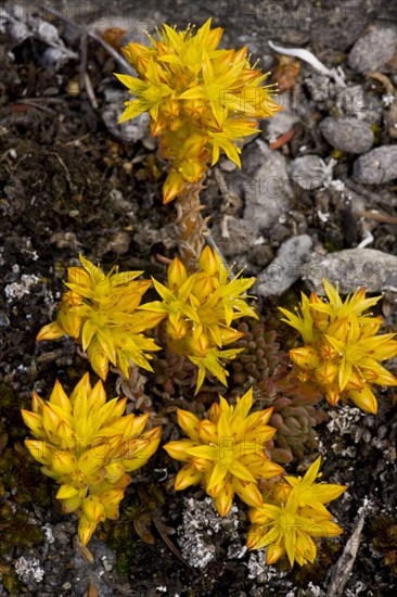 Lanceolate stonecrop