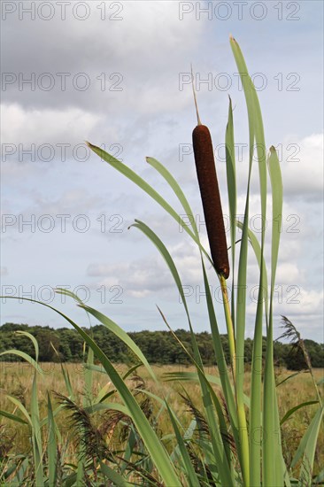 Bulrush