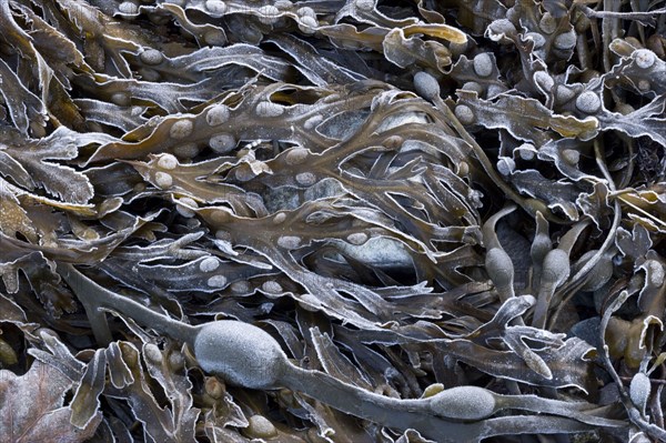 Bladder Wrack