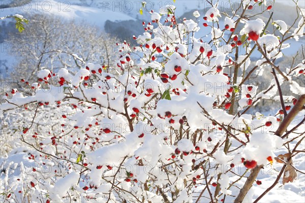 Fruits of dog rose