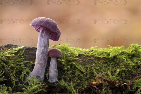 Amethyst Deceiver