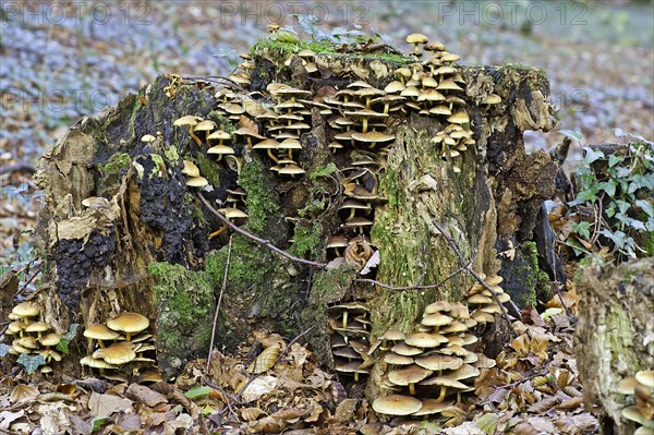 Honey honey fungus