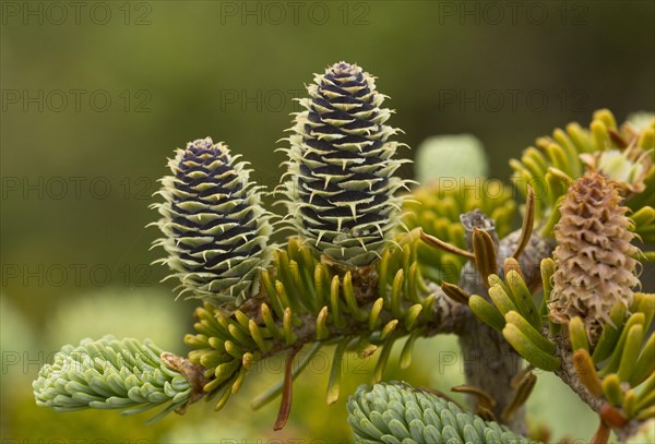 Balsam fir