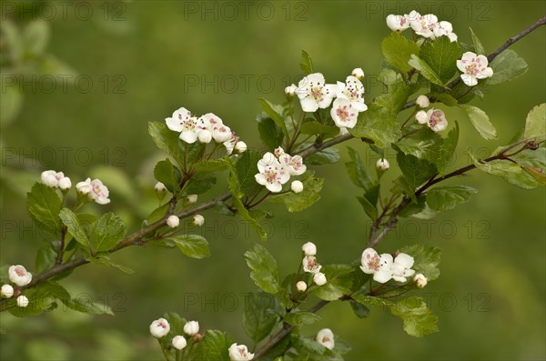 Midland Hawthorn