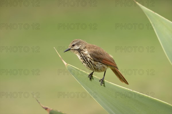 Spotted Morning-thrush