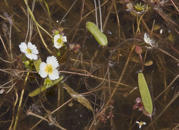 California Damasonium