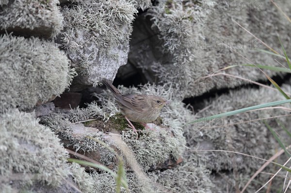 Lanceolated warbler