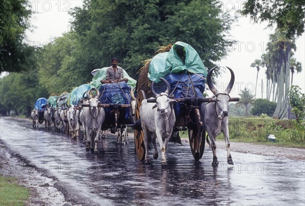 Bullock carts on rainy day